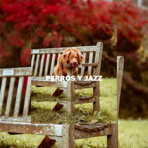 PERROS Y JAZZ - Miami Hotel Jazz