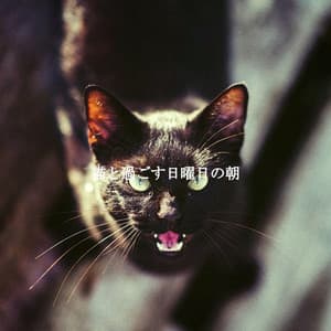 猫と過ごす日曜日の朝 - Smooth Morning Jazz