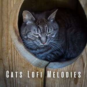 Cats Lofi Melodies: Ambient Sounds for Feline Bliss - The Lofi King