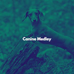 Canine Medley - Soft Jazz Playlist