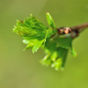 Verdant Symphony: Nature's Melodic Canvas Unfolds - Nature Hiker