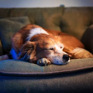 Sueño Silencioso: Ritmos De Hip Hop Para Perros - Latidos suaves