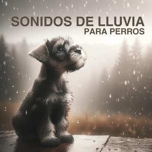 Sonidos de Lluvia para Perros: Terapia de Estrés para Mascotas, Música para Dormir para Perros - Pet Relax Academy