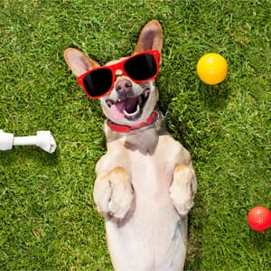 Squeaky Toy - Sounds Dogs Love