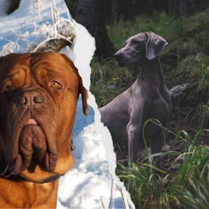 Music for Doggy Bedtime - Remarkable Trumpet, Electric Piano, Alto Sax and Soprano Sax - Dog Jazz Music