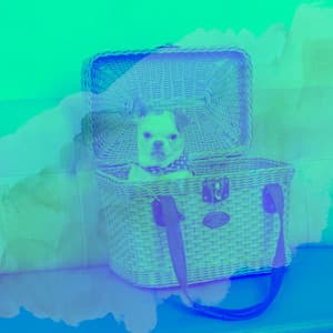 Ambiance for Resting Dogs - Classy Relaxing Dog Music