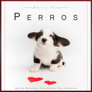 Música Para Perros: Música Relajante Para Dormir Para Mascotas - Música Para Perros