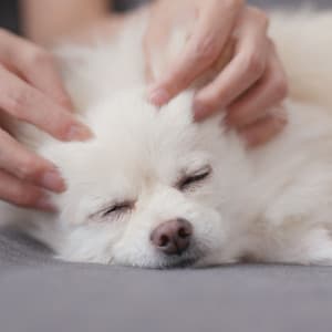 Furry Harmony Jazz: Piano for Pet Relaxation - Music for Pets Lounge