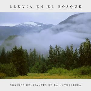 Lluvia en el Bosque - Sonidos Relajantes de la Naturaleza