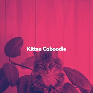 Kitten Caboodle - Cat Music Studio
