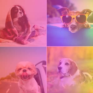 Backdrop for Doggy Rest - Pets Relax