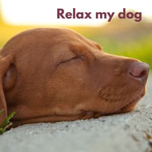 Dog Chill - Pets Relax