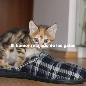 El humor relajado de los gatos - Cleaning Music Play List