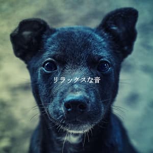 リラックスな音 - Soft Jazz Relaxation