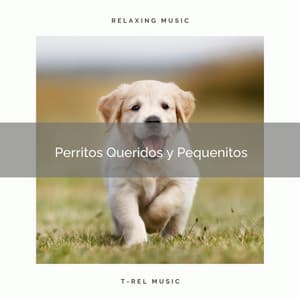 2021 Perritos Queridos y Pequenitos - Música Relajante para Perros
