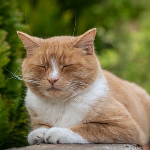 Rain and Forest Purr: Chill Music for Relaxed Cats - Rainy Day Music