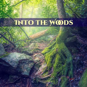 Into the Woods: Gentle Waterfalls to Calm Down, Relaxing Music, Birds Calls, Stress Free, Forest Ambience, Healing Rain Sounds - Natural Sounds Music Academy