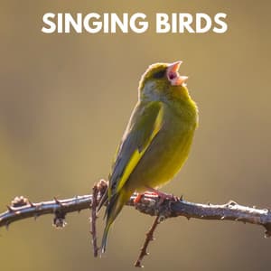 Singing Birds - Bird Song Lullabies