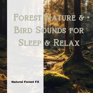 Forest Nature & Bird Sounds for Sleep & Relax - Natural Forest FX