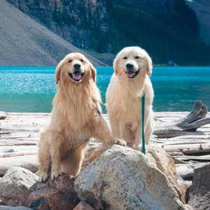 Jazz Organ - Background Music for Doggy Moments - Relaxing Dog Music Society