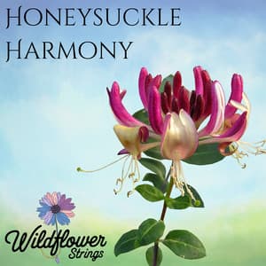 Honeysuckle Harmony - Wildflower Strings