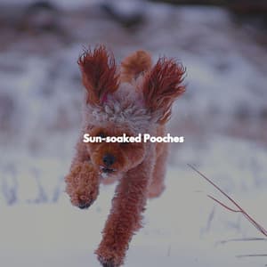 Sun-soaked Pooches - New York City Jazz Club