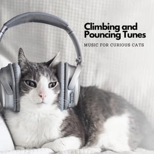 Climbing and Pouncing Tunes: Music For Curious Cats - Sunrise Above Water