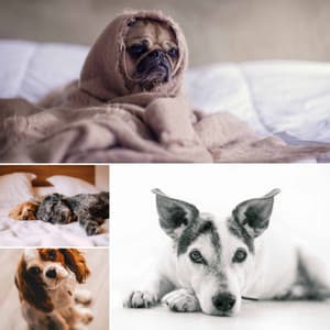 Bgm for Lonely Pups - Dog Sleep Dreams