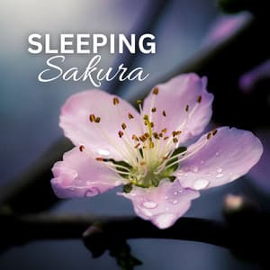 Sleeping Sakura: Japanese Lullabies for a Peaceful Night - Japanese Sweet Dreams Zone