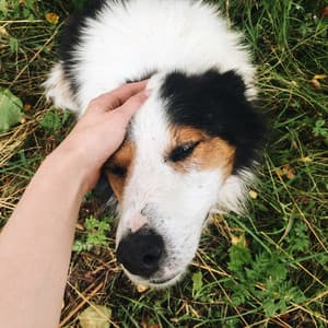 Dog's Rainy Piano Haven of Calmness - Dog Chill Out Music