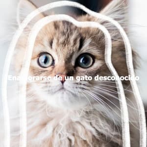 Enamorarse de un gato desconocido - Valentine's Day Music