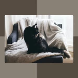 Astonishing Background for Cute Cats - For Cats Only