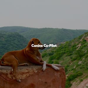 Canine Co-Pilot - Night-Time Jazz