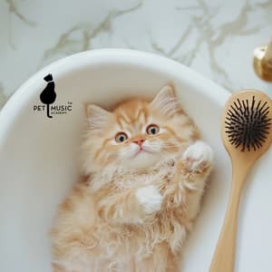 Spa for Cats: Feline Relaxation and Anxiety Relief - Pet Music Academy