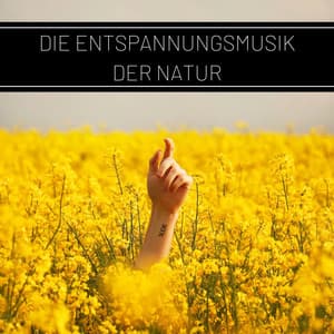 Die Entspannungsmusik der Natur: Wellness, Entspannung und Autogenes Training, Vogelstimmen - Klaviermusik Entspannen