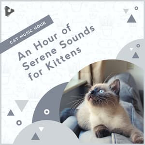 An Hour of Serene Sounds for Kittens - Cat Music Hour