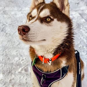 Feelings for Lovely Hounds - Calma Música para Perros