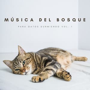 Música Del Bosque Para Gatos Durmiendo Vol. 1 - Sonidos de la Naturaleza Relax