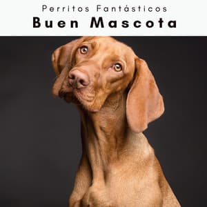 4 Patas: Buen Mascota - Perritos Fantásticos