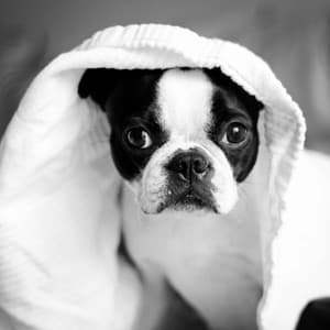 Delightful Tenor Sax Jazz - Background for A Calming Pup - Good Dog Music