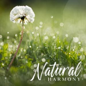 Natural Harmony: Peaceful Storm Vibe, Soothing Rainfall Tones, Rainy Season - Therapeutic Music Zone