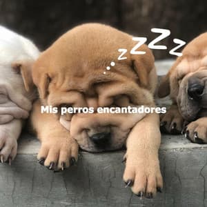 Mis perros encantadores - Jazz Animada para Cafeterías