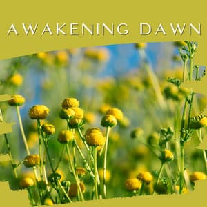 Awakening Dawn - Tranquility Oasis