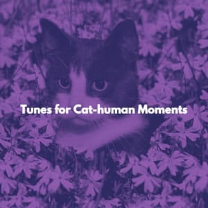 Tunes for Cat-human Moments - Música para Concentrarse Radio