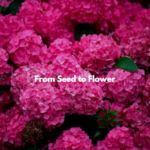 From Seed to Flower - Classic Relaxing Jazz
