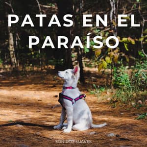 Patas En El Paraíso: Sonidos Suaves - Momentos tiernos