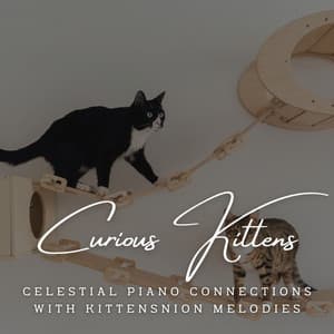 Piano Purrs: Gentle Melodies for Curious Kittens - Piano Cat