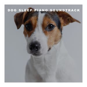 Dog Sleep Piano Soundtrack - Dog Relaxation Piano