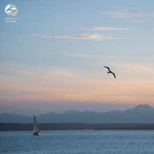Piano And Birds In Tranquil Harmony - Mystic Nature