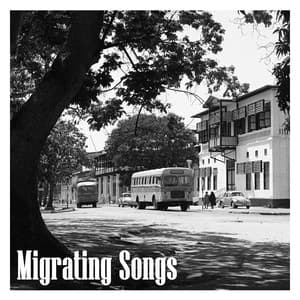 Migrating Songs - Niclas Knudsen Trio